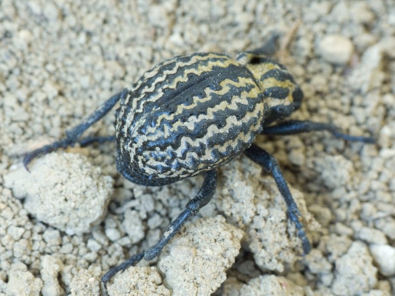 Brachycerus sinuatus Olivier, 1807